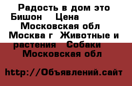 Радость в дом-это Бишон. › Цена ­ 23 000 - Московская обл., Москва г. Животные и растения » Собаки   . Московская обл.